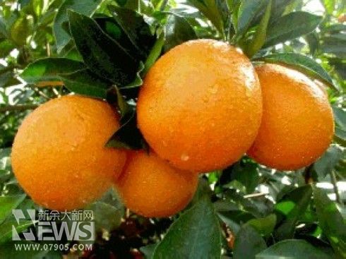 脐橙