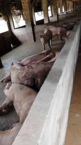 肉猪