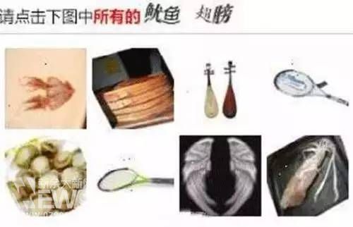 章鱼、鱿鱼形态接近。