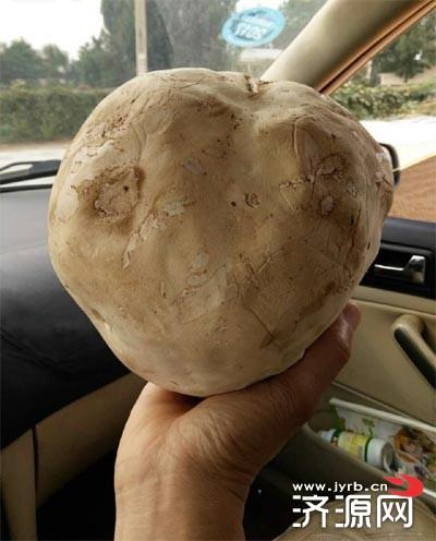 村民山上捡到大“蘑菇” 通体白色 大如篮球