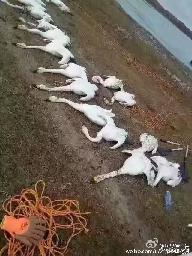 几百只天鹅被杀？内蒙古：确有29只水禽死因不明