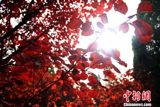 透过阳光，黄栌树变红的叶子显得格外通透，鲜亮。　沙见龙 摄