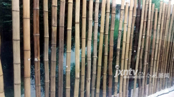 宜丰县竹文化园陈列的各种竹子。（记者陶望平 摄）