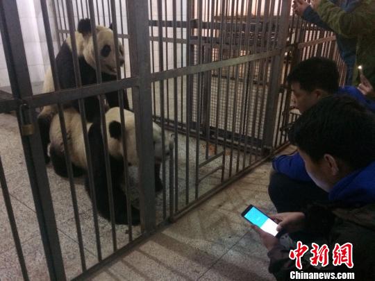 大熊猫“苏琳”与“阳阳”顺利自然交配。　钟欣 摄