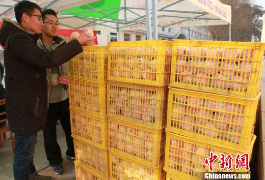 图为要出售的苹果，志愿者大清早开始搬苹果、搭帐篷做准备。　刘玉桃 摄