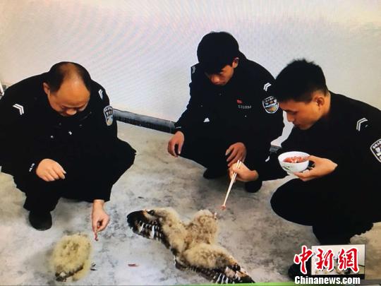 图为民警为草鸮喂食钟欣摄