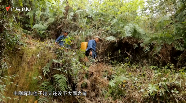 以毒攻毒的神奇药草？大隐于华夏文明下的中医哲学