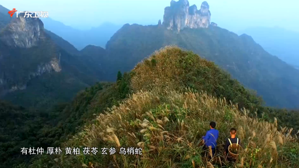 以毒攻毒的神奇药草？大隐于华夏文明下的中医哲学