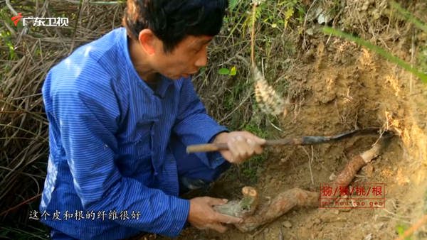 以毒攻毒的神奇药草？大隐于华夏文明下的中医哲学