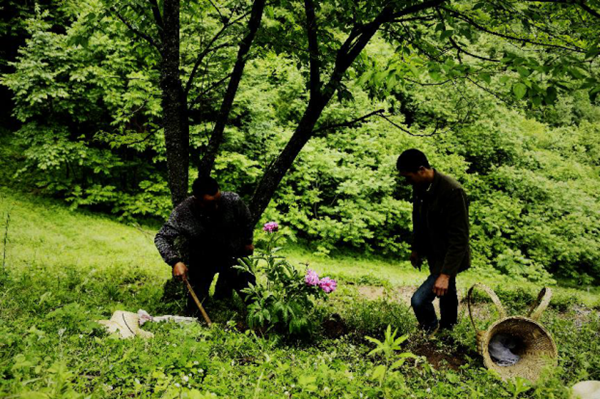 以毒攻毒的神奇药草？大隐于华夏文明下的中医哲学