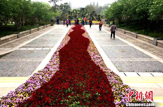 图为万花园铺就的百米迎宾“花地毯”。　崔佳明 摄